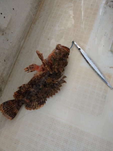 今年最後の釣り