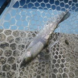 プール　さいたま水上公園