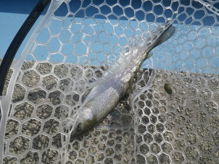 プール　さいたま水上公園