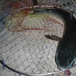 鯖が少しだけ大きくなってた