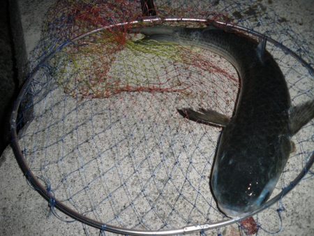 鯖が少しだけ大きくなってた