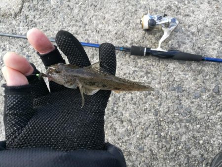 【釣り】泉佐野市、佐野漁港釣行 （小雨降る漁港で ハゼ釣果）