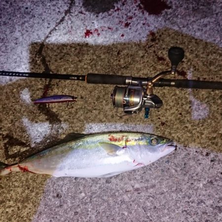 回遊に出会えた