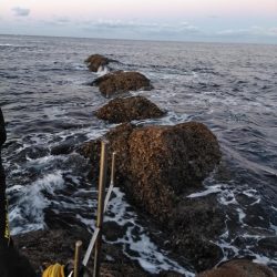 グレ釣れてます・・・