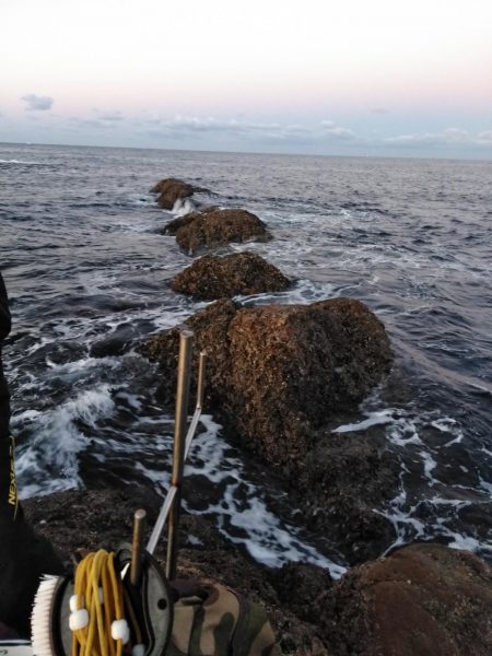 グレ釣れてます・・・