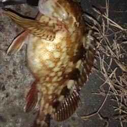 チヌ牧場in南大阪