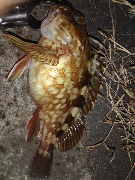 チヌ牧場in南大阪