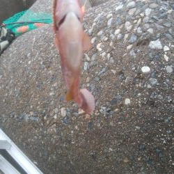 カレイ狙いでしたが、釣れませんでした。