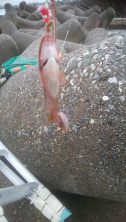 カレイ狙いでしたが、釣れませんでした。