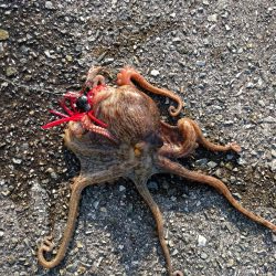 ちょっとタコ釣り