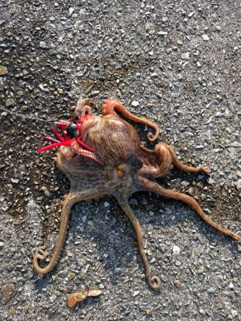 ちょっとタコ釣り