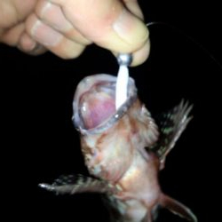 メバル苦戦ガシラ絶好調