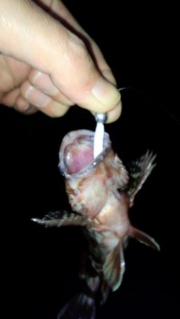 メバル苦戦ガシラ絶好調