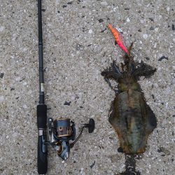 仕事終わりエギング→清掃ボランティア