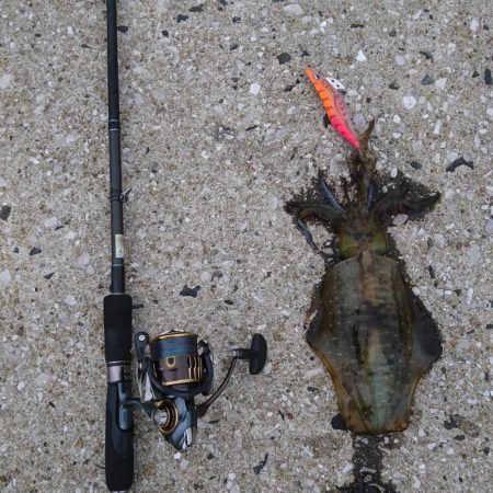 仕事終わりエギング→清掃ボランティア