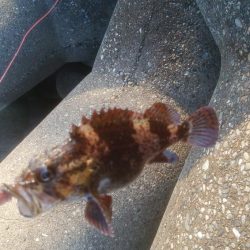 穴釣りでカサゴ2匹