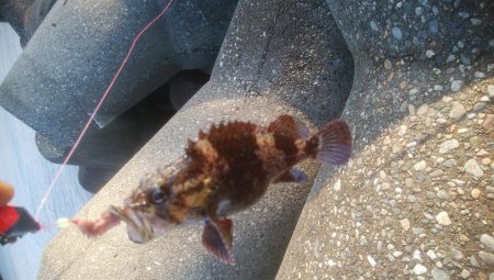 穴釣りでカサゴ2匹