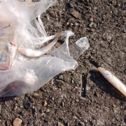 播磨新島でキス釣り