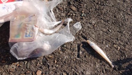 播磨新島でキス釣り