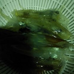 まだ釣れますね