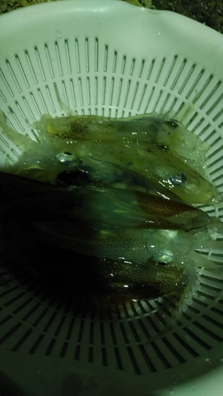 まだ釣れますね