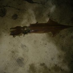 ヤリイカ胴長36センチ！！