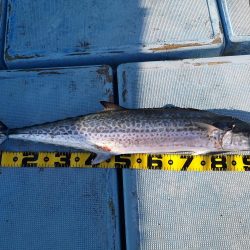 初釣りでデカ鰆ゲット