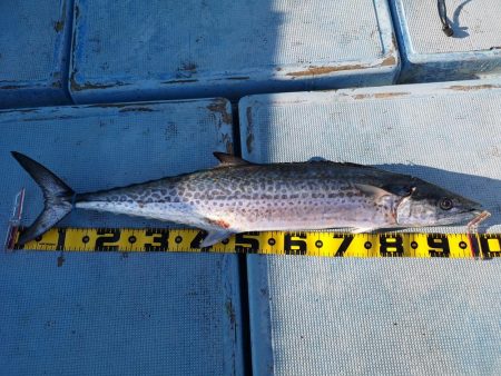 初釣りでデカ鰆ゲット