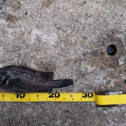 メバルが釣れない