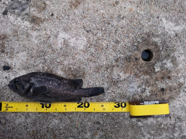 メバルが釣れない