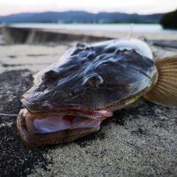 夕マズメ　三種混合