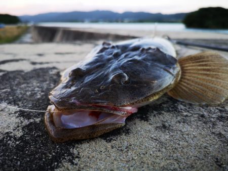 夕マズメ　三種混合