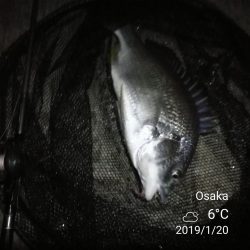 南港カモメ大橋ヘチ釣行 （年明け初キビレチヌ47cm！と ガシラ釣果有り）