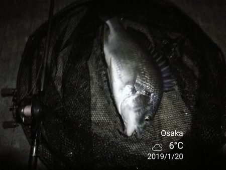 南港カモメ大橋ヘチ釣行 （年明け初キビレチヌ47cm！と ガシラ釣果有り）