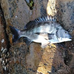 グレ・石鯛・チヌ祭り始まる・・