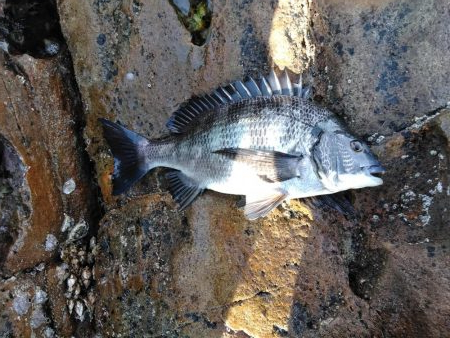 グレ・石鯛・チヌ祭り始まる・・