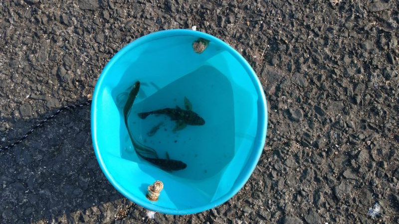 カレイ仕掛けで