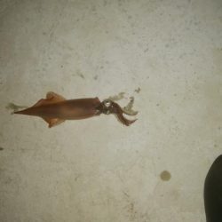 強風の中、なんとかヤリイカ2杯