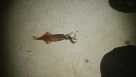 強風の中、なんとかヤリイカ2杯