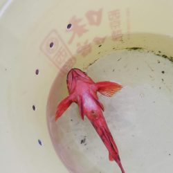 寒波の中のタイラバ