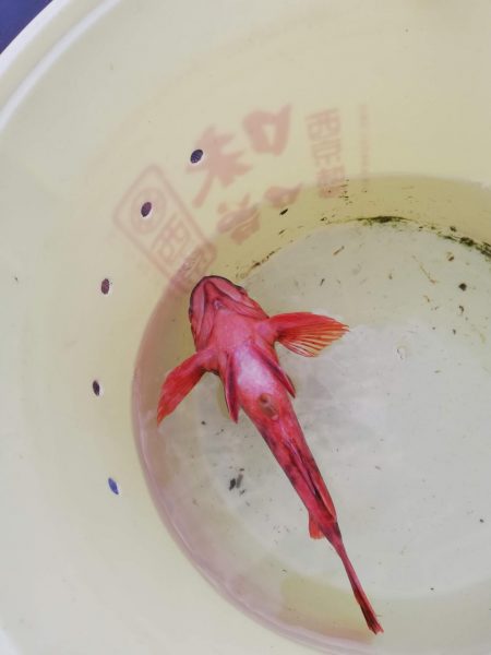 寒波の中のタイラバ