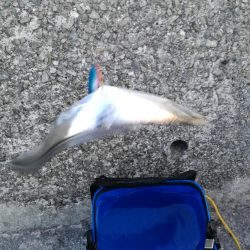 真冬のタチウオ