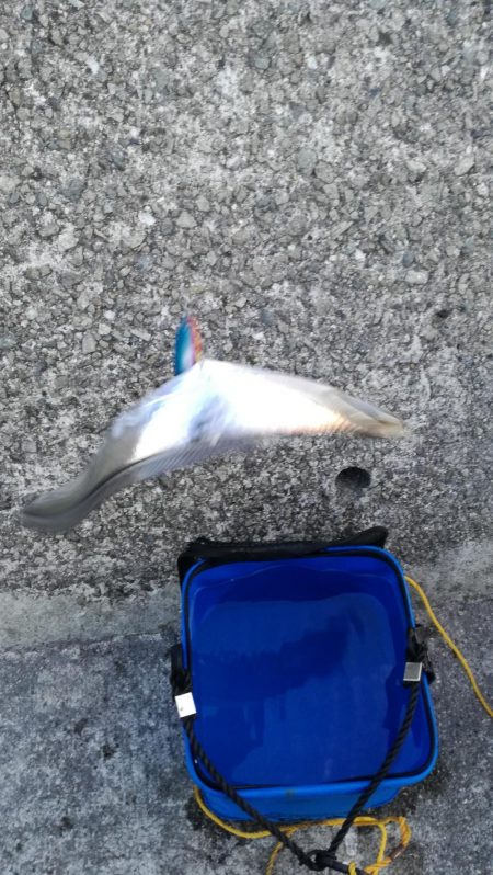 真冬のタチウオ