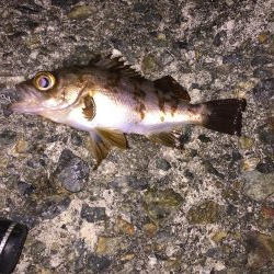 2日連続メバリング