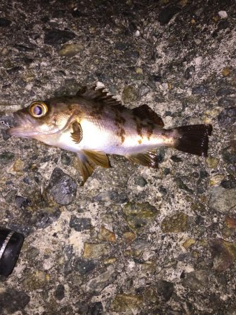 2日連続メバリング