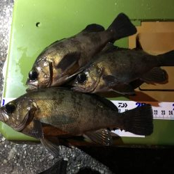 真冬のライトゲーム