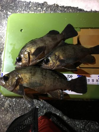 真冬のライトゲーム