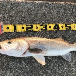 久しぶりのスズキ