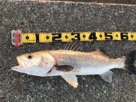 久しぶりのスズキ