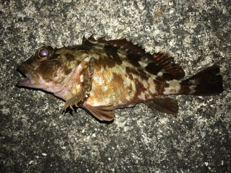 成人違うけど休み